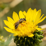 Gumplant - Grindelia stricta