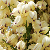 Chaparral Yucca - Hesperoyucca whipplei