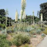 Chaparral Yucca - Hesperoyucca whipplei