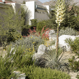 Chaparral Yucca - Hesperoyucca whipplei