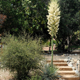 Chaparral Yucca - Hesperoyucca whipplei